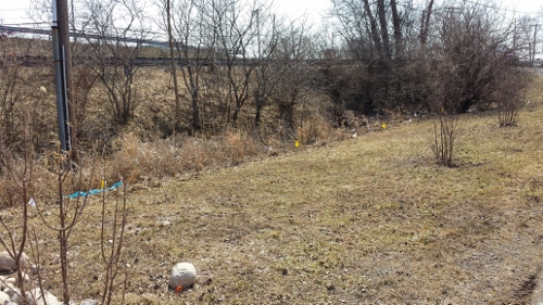 Winton Rain Garden 2014 (14)